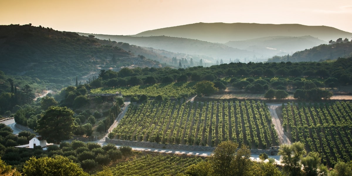 The vineyards of Peza